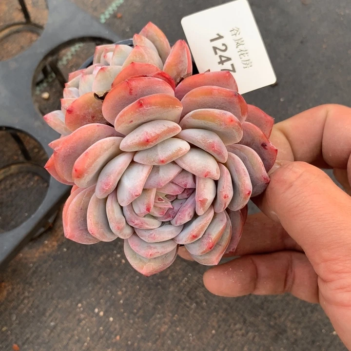 到*0307下午场，1247一颗