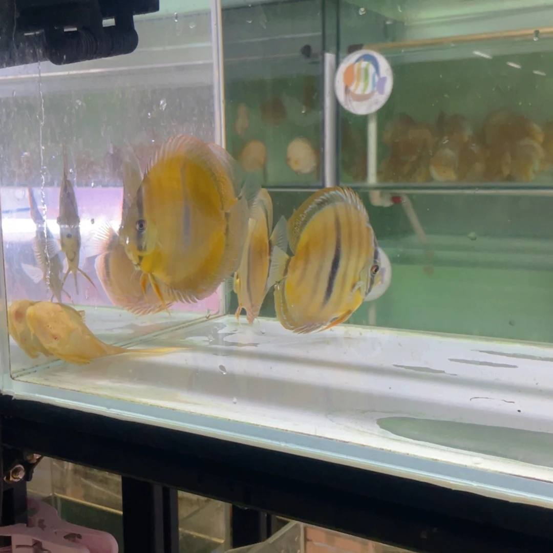 神仙鱼饮*卡一栋