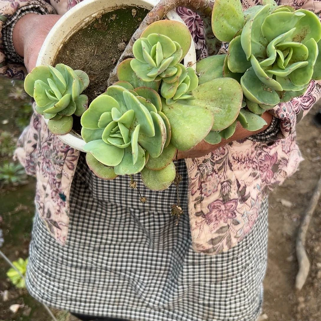多肉植物多肉植物