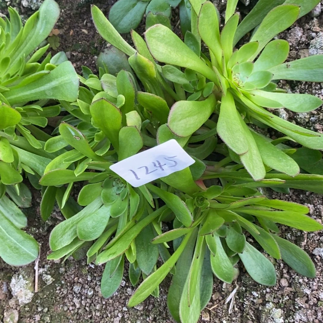 1245哈迪斯多肉植物
