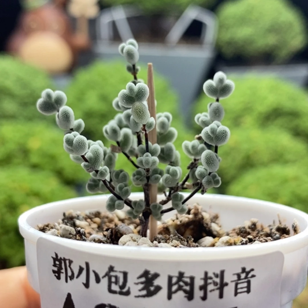 实生莱斯8347枝干番杏