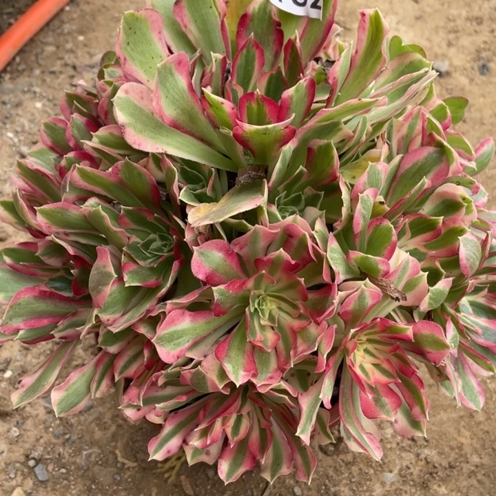 无花朵132多肉植物夜落莎