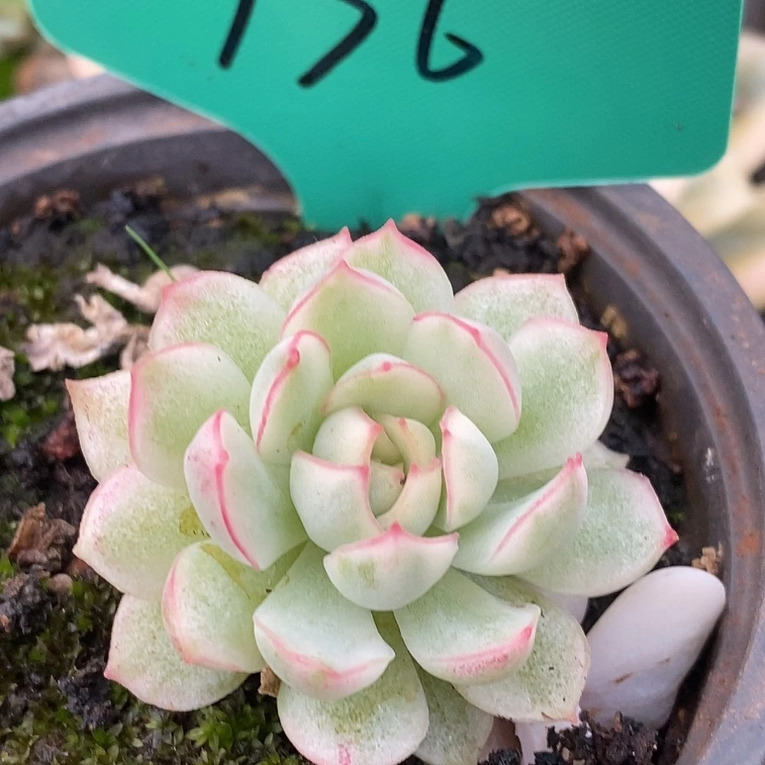 736梦幻玫瑰哈哈哈哈