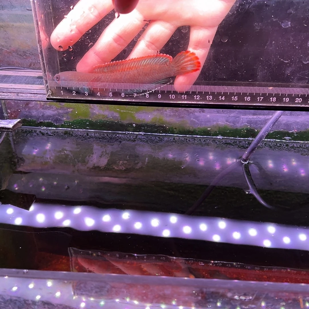 M***曾海水鱼血斑专拍链接