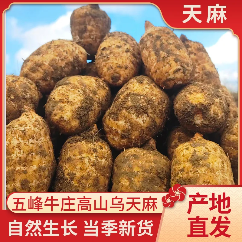 乌天麻野外种植高山老品种可炖鸡煲汤鲜味美正宗新鲜五峰高山