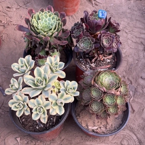 807多肉植物组合，