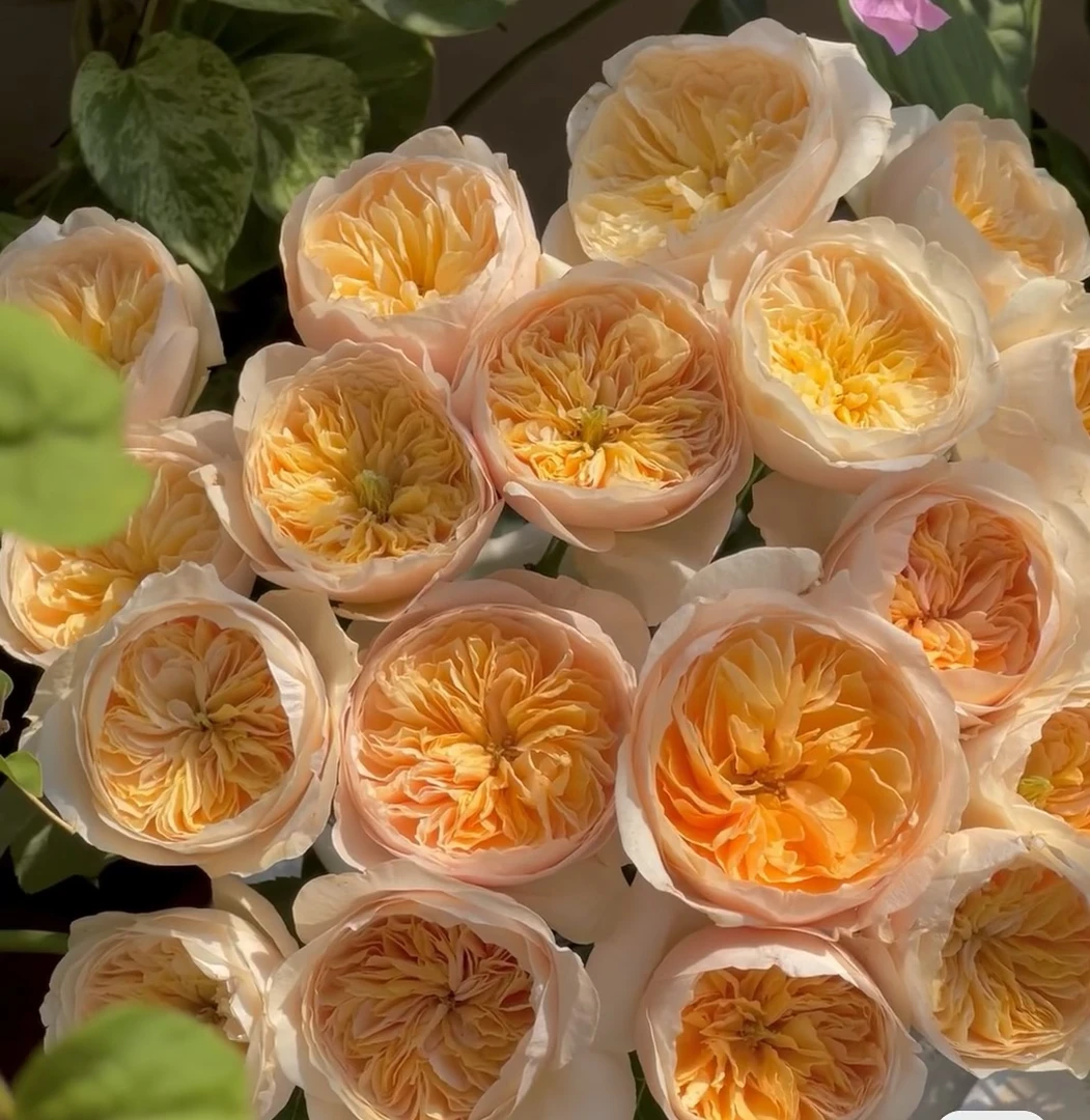 福利朱丽叶玫瑰10支【任意2单顺丰包邮】