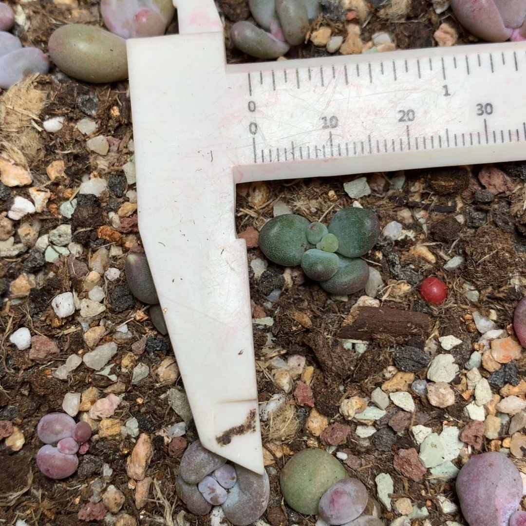 苹果吗，不满28发叶片，发到付