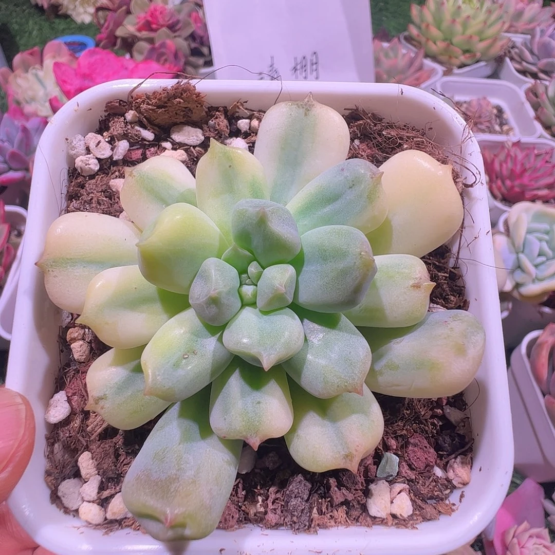 超奶锦多肉植物锦