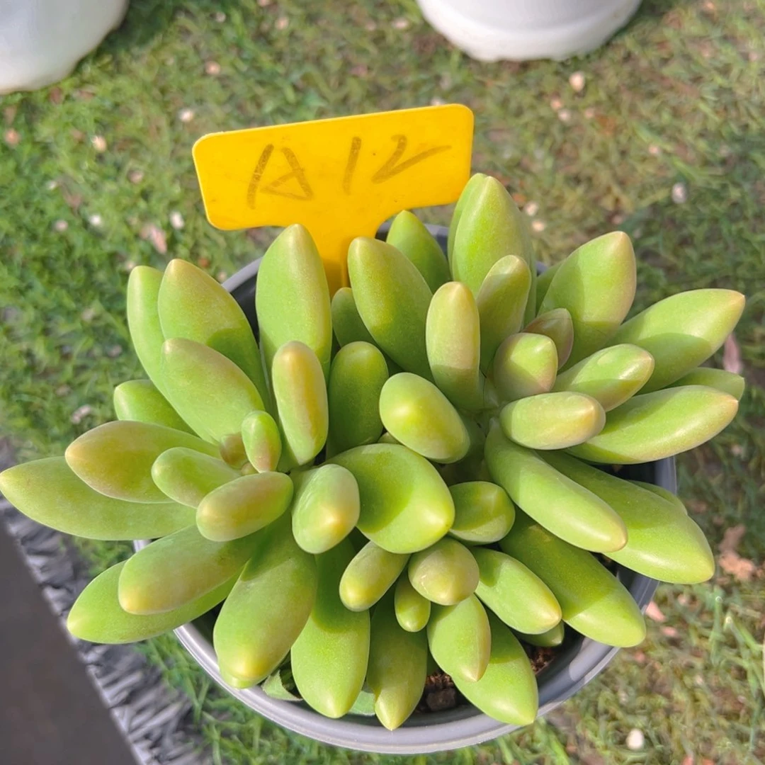 香玉等多种名贵的产品和服务