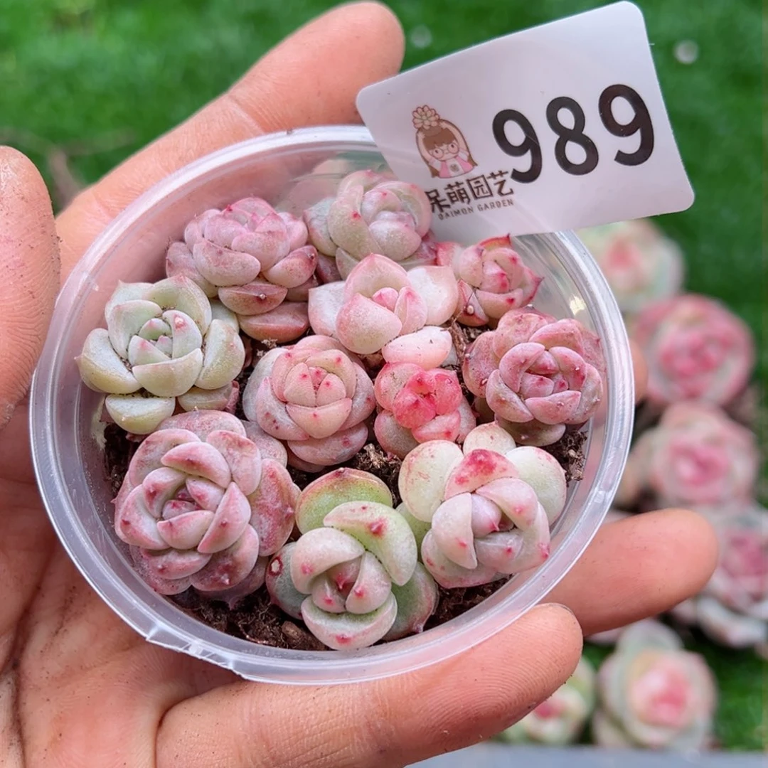 多肉植物多肉植物