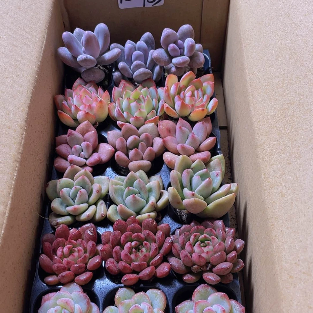 【闪购商品】【复制】18颗-153