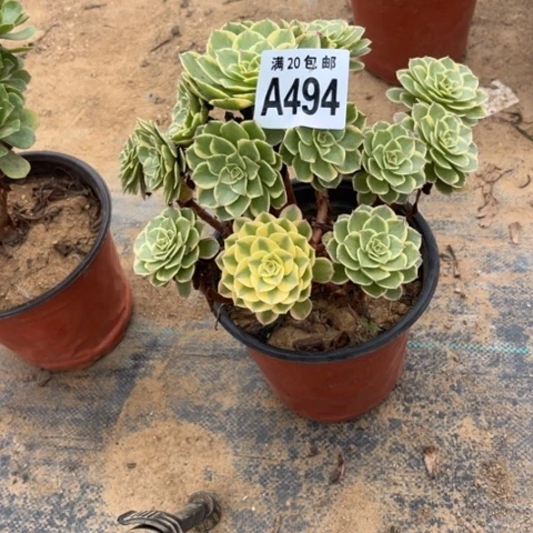494粉花妖不包断枝