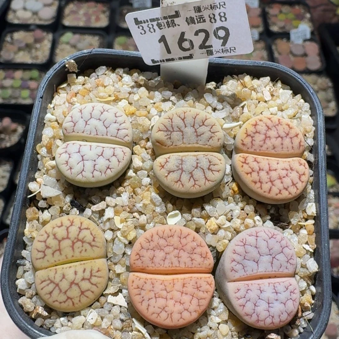 zzzz生石花肉锥1629