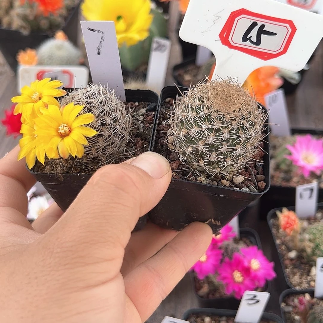 官**学15往事多肉园仙人球往事2