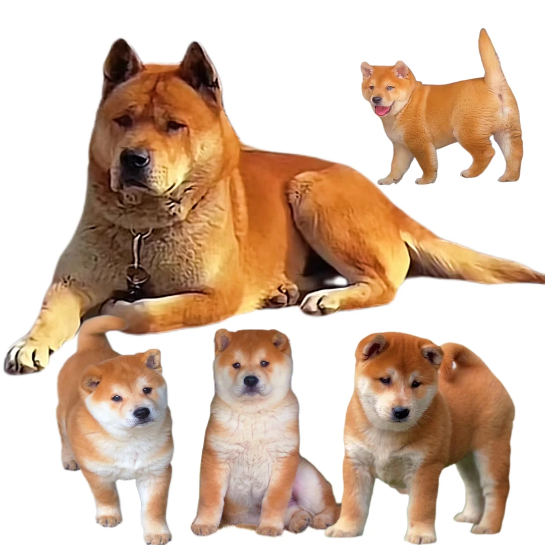 中华田园犬土狗黄狗白面活体