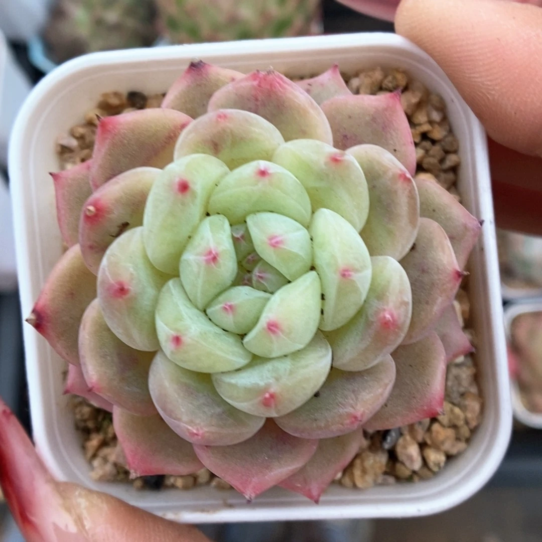 寒绯可拍512号。