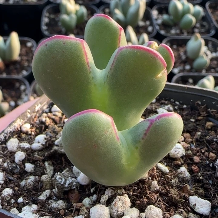 3头将1111111111111