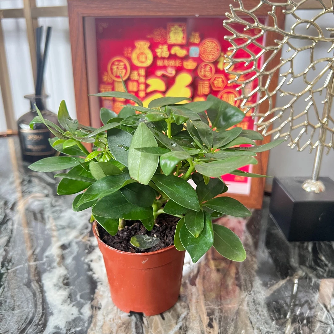 四季常绿鸭脚木裸盆发货