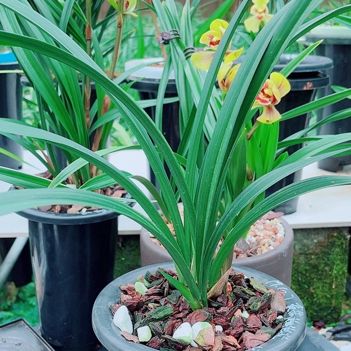 兰***艺完全开放一物一漂亮开花