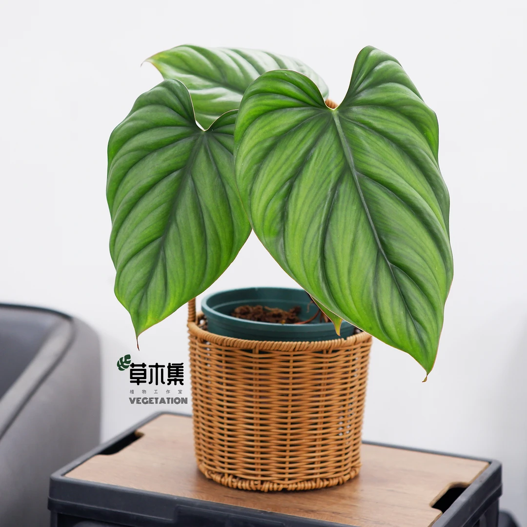 《草木集｜哥伦比亚蔓绿绒》雨林绿伞舒展巨叶，如翡翠波浪沸腾。