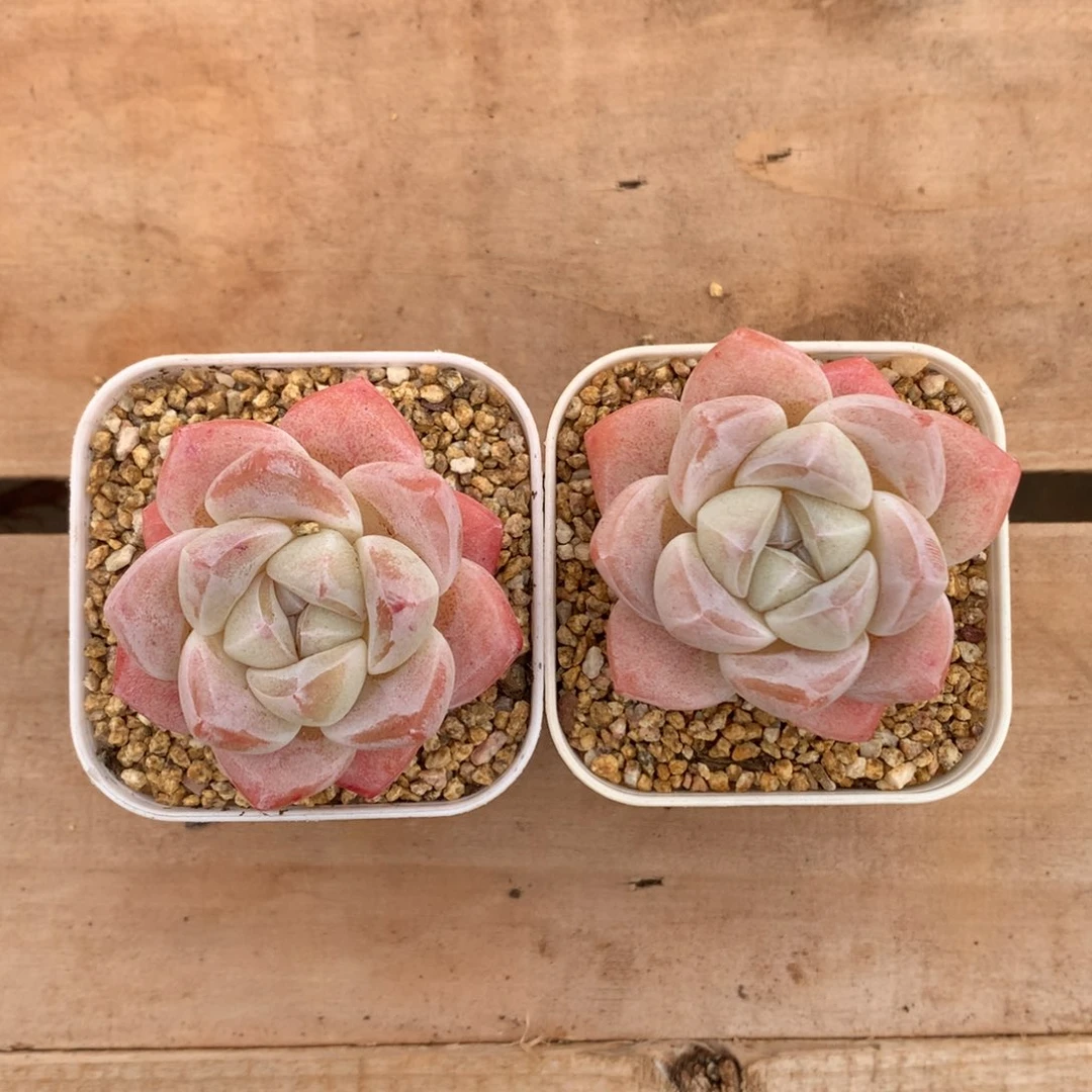 *****宝子专拍冰玉，一物一拍