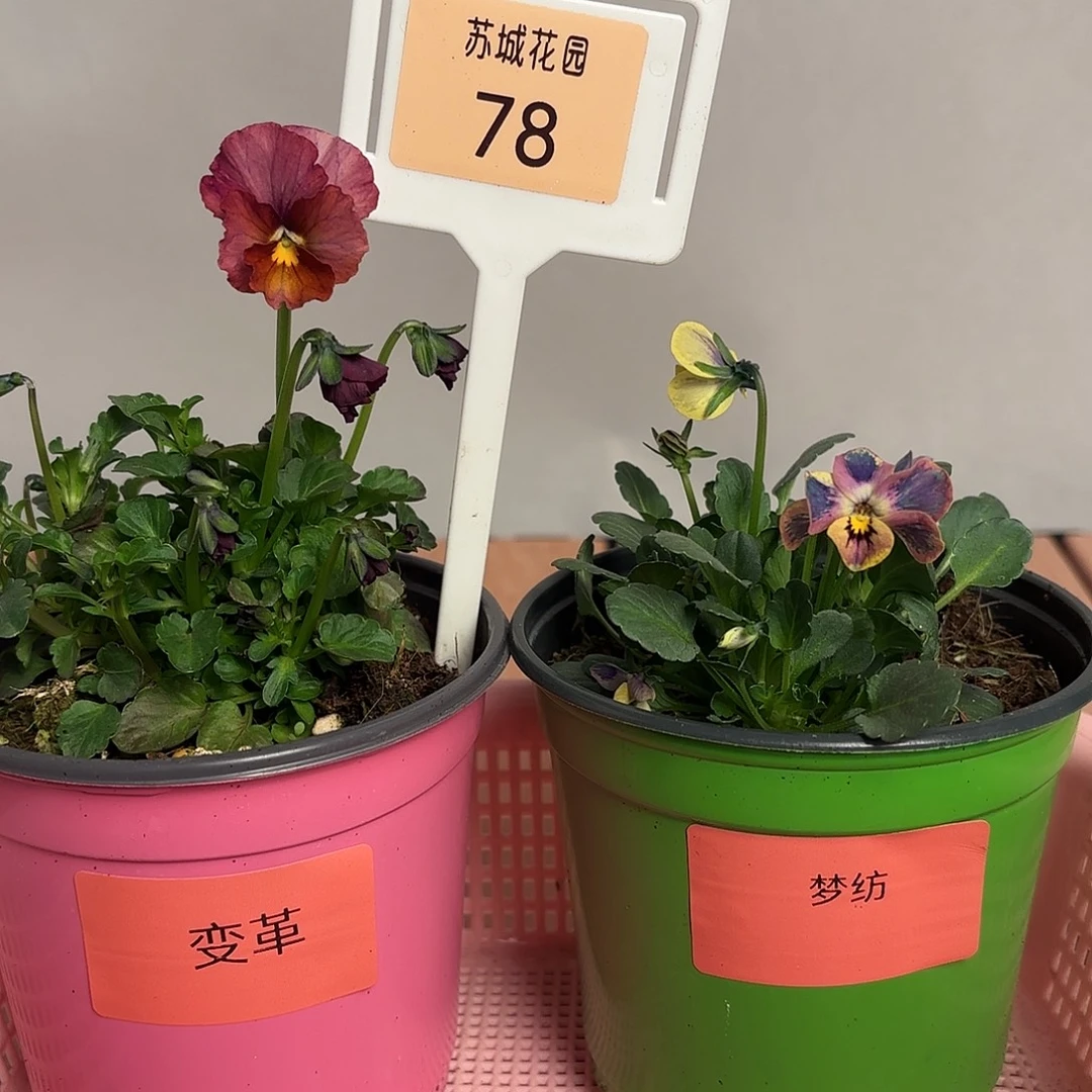 大部分开放少量花苞78