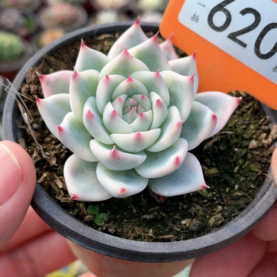 【闪购商品】620号