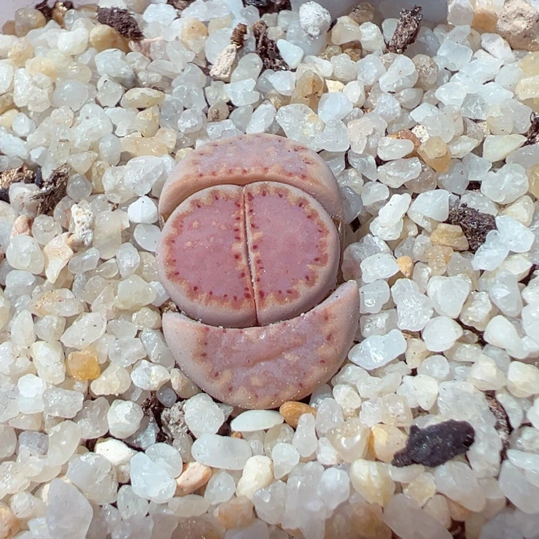Q*219-454多肉171饼干