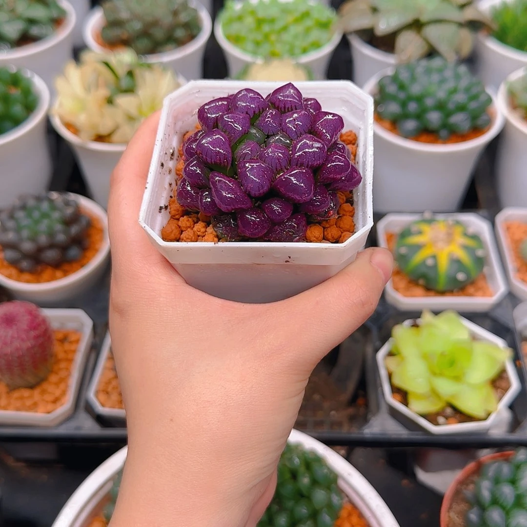 紫宝石冰灯玉露，原盆