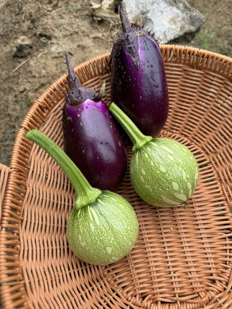 【南瓜茄子混装】露天种植  现摘现发