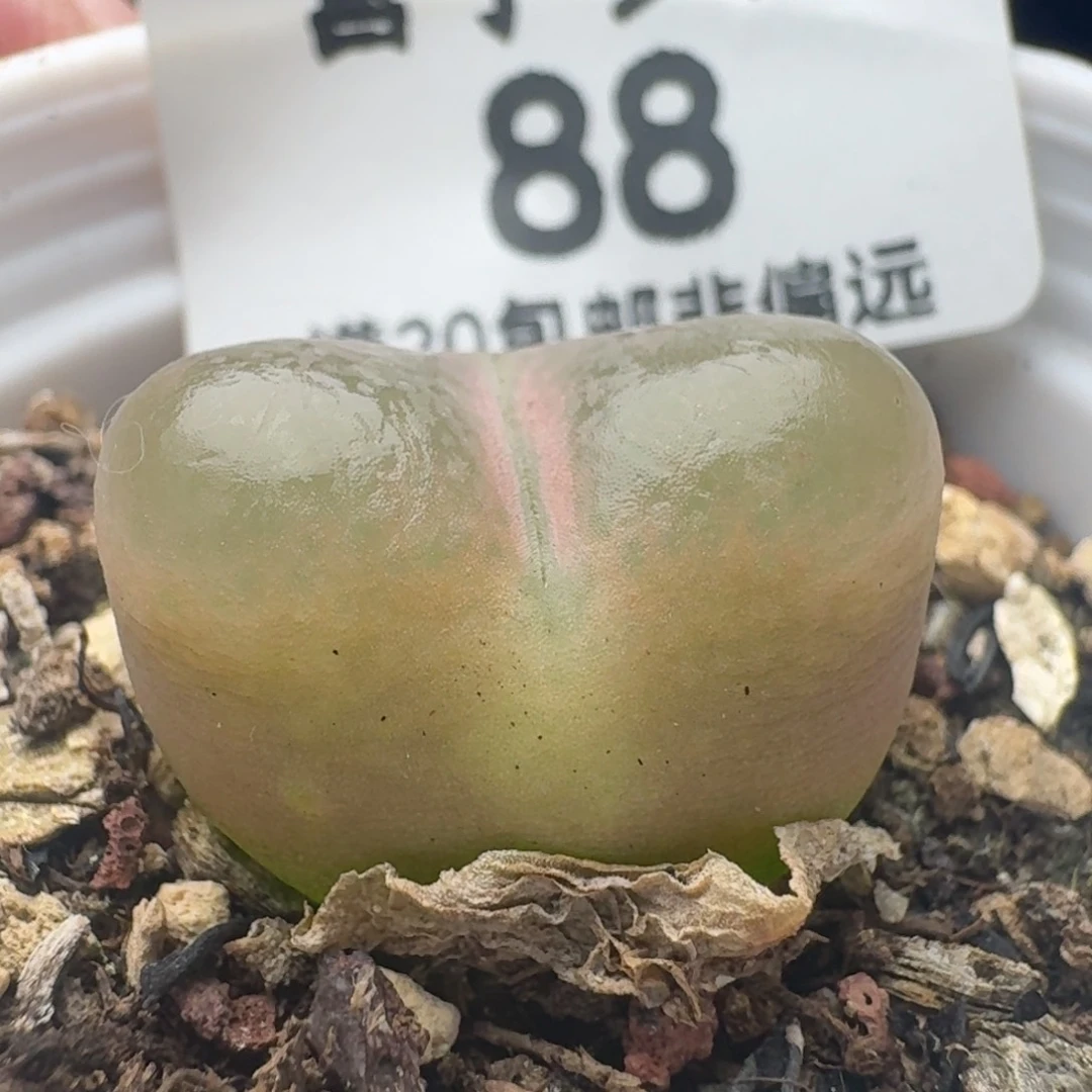 带盆土。
