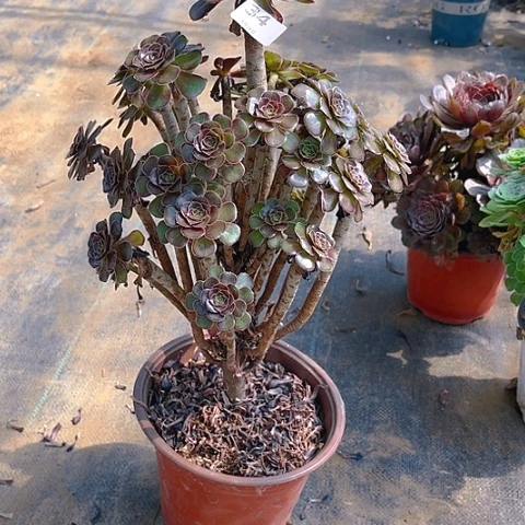 全部花朵黑豆法师法师34