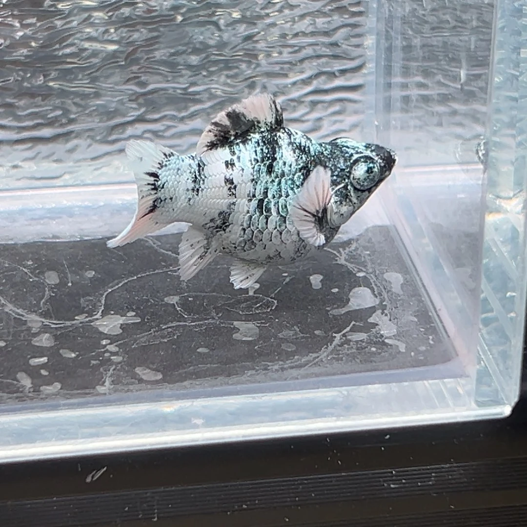 孔雀鱼玛丽鱼一条水墨母