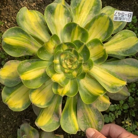 547暴君满锦满25包邮多肉