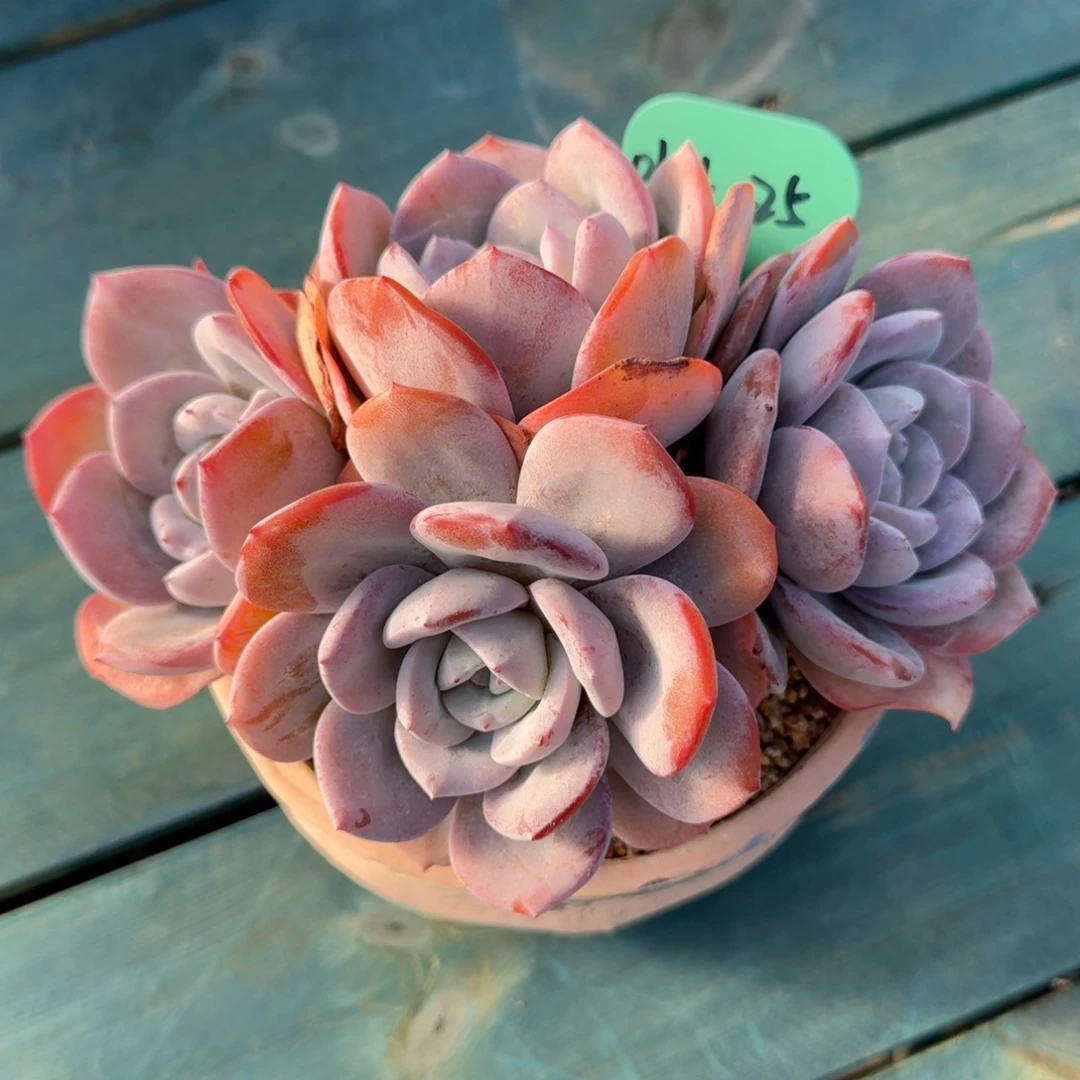 从前慢多肉精选编号0104.25