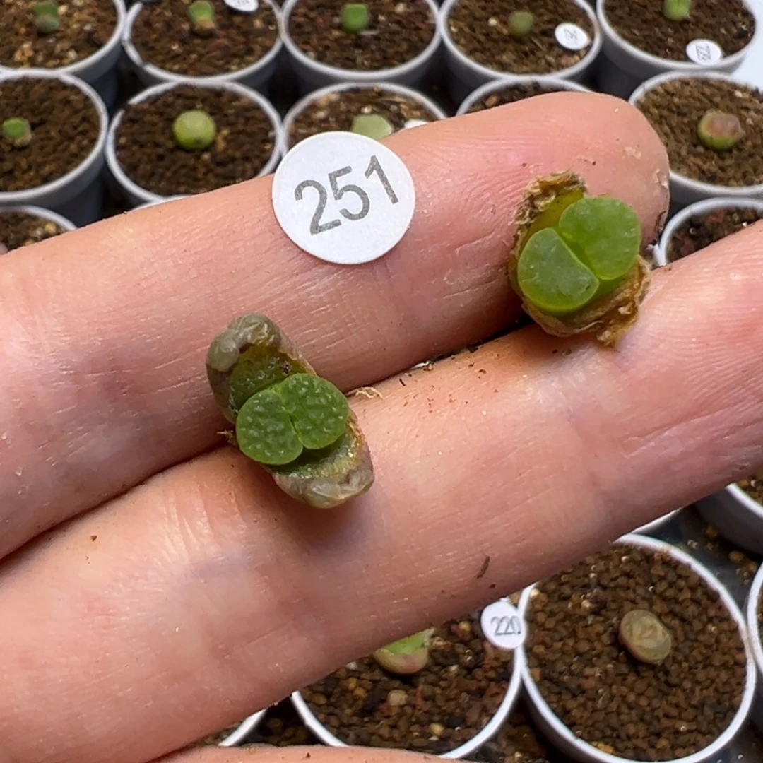 小*儿班克雪花2颗251