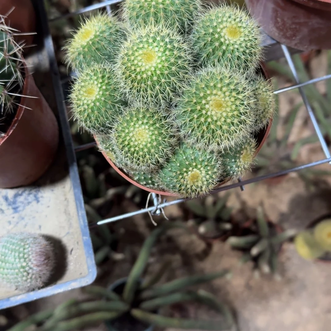 香***可口可乐了可口可乐了