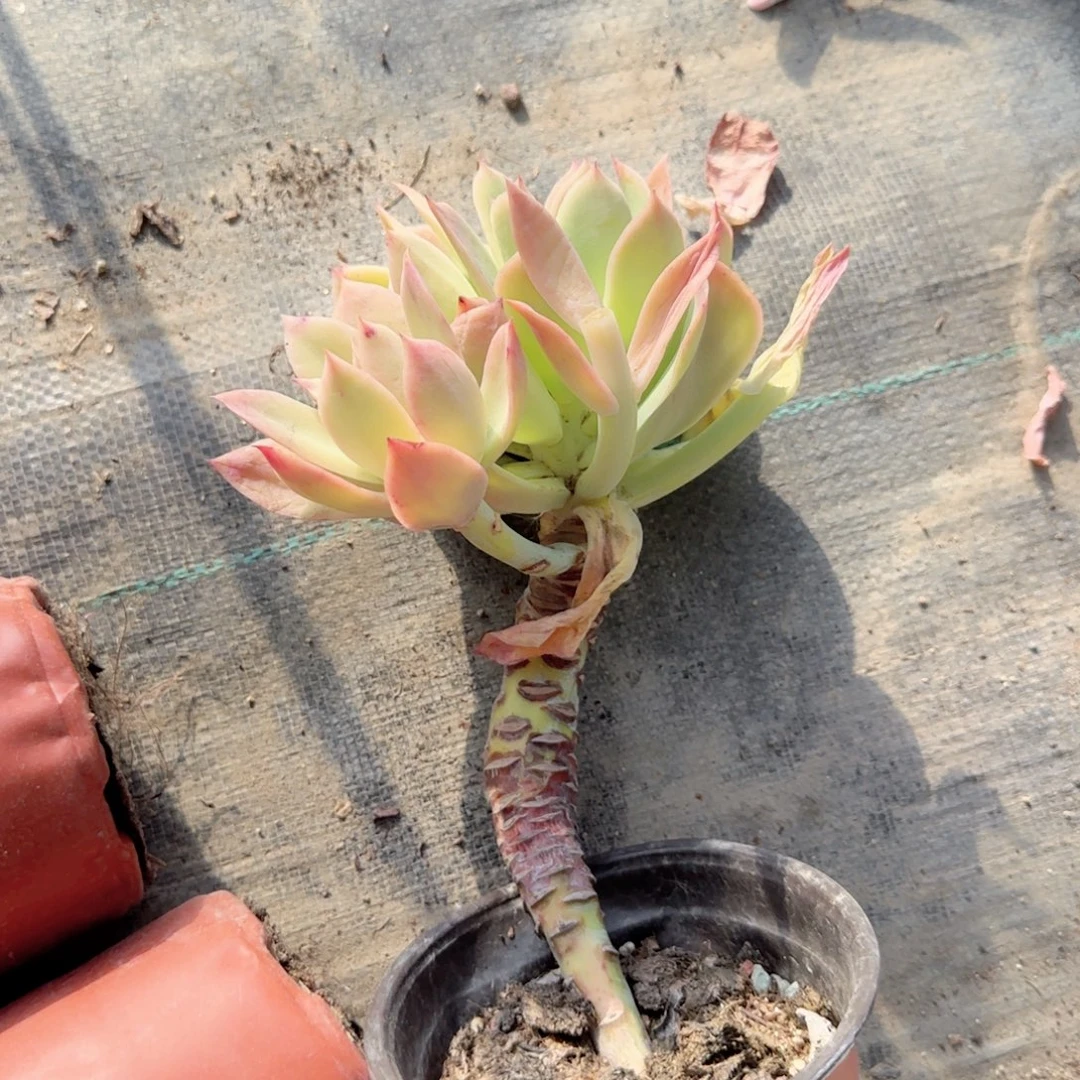 发***光无花朵乔一独杆小群