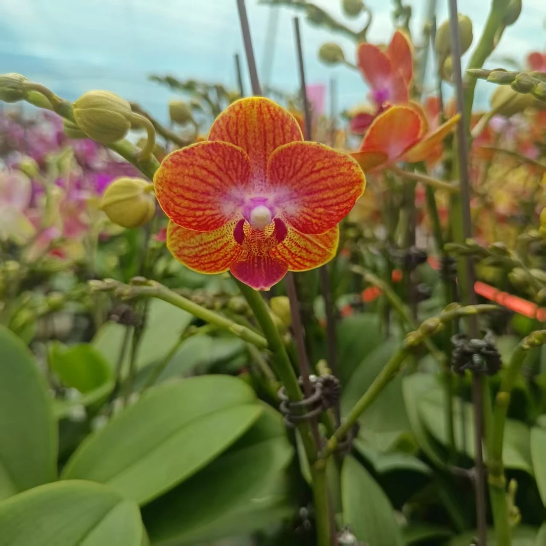 【三合蜜橙】花不晚蝴蝶兰  精品室内花耐养花期长 带花带花苞