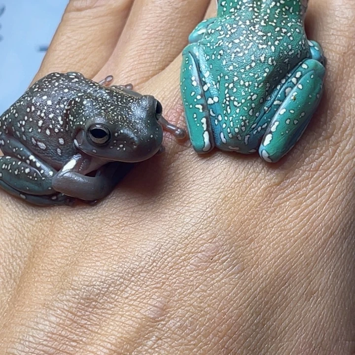 老爷树蛙04 拼手速 澳蓝暴雪买一送一