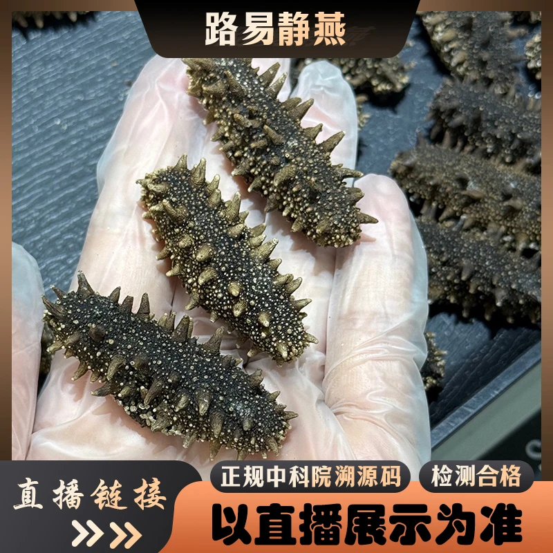 国标纯淡干海参【小静精选】干货深海辽刺参滋补品礼盒
