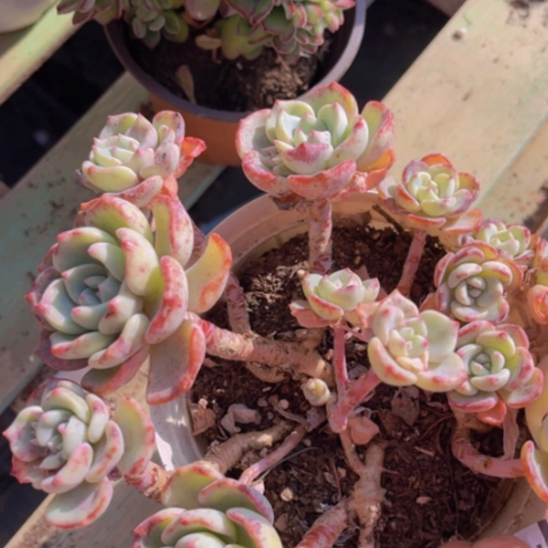 【闪购商品】千山雪17192