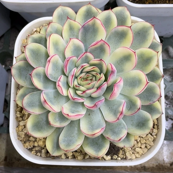 荷花锦一物一拍锦龙