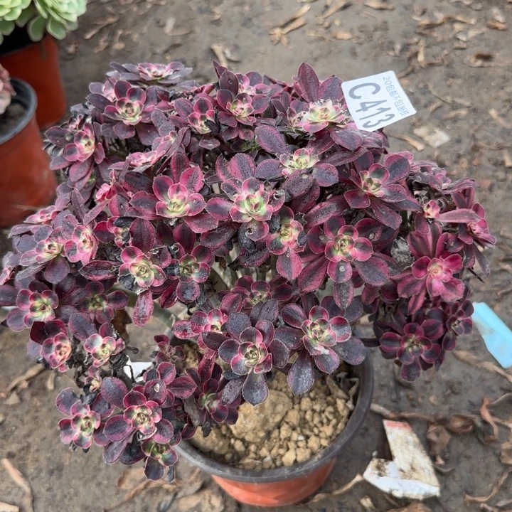 香奈尔……多肉植物……