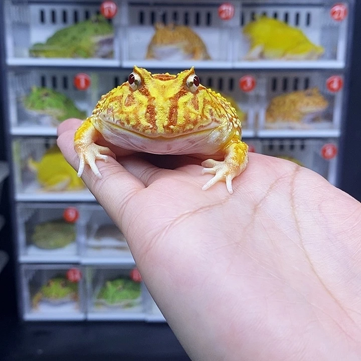 特价秒杀一切顺利