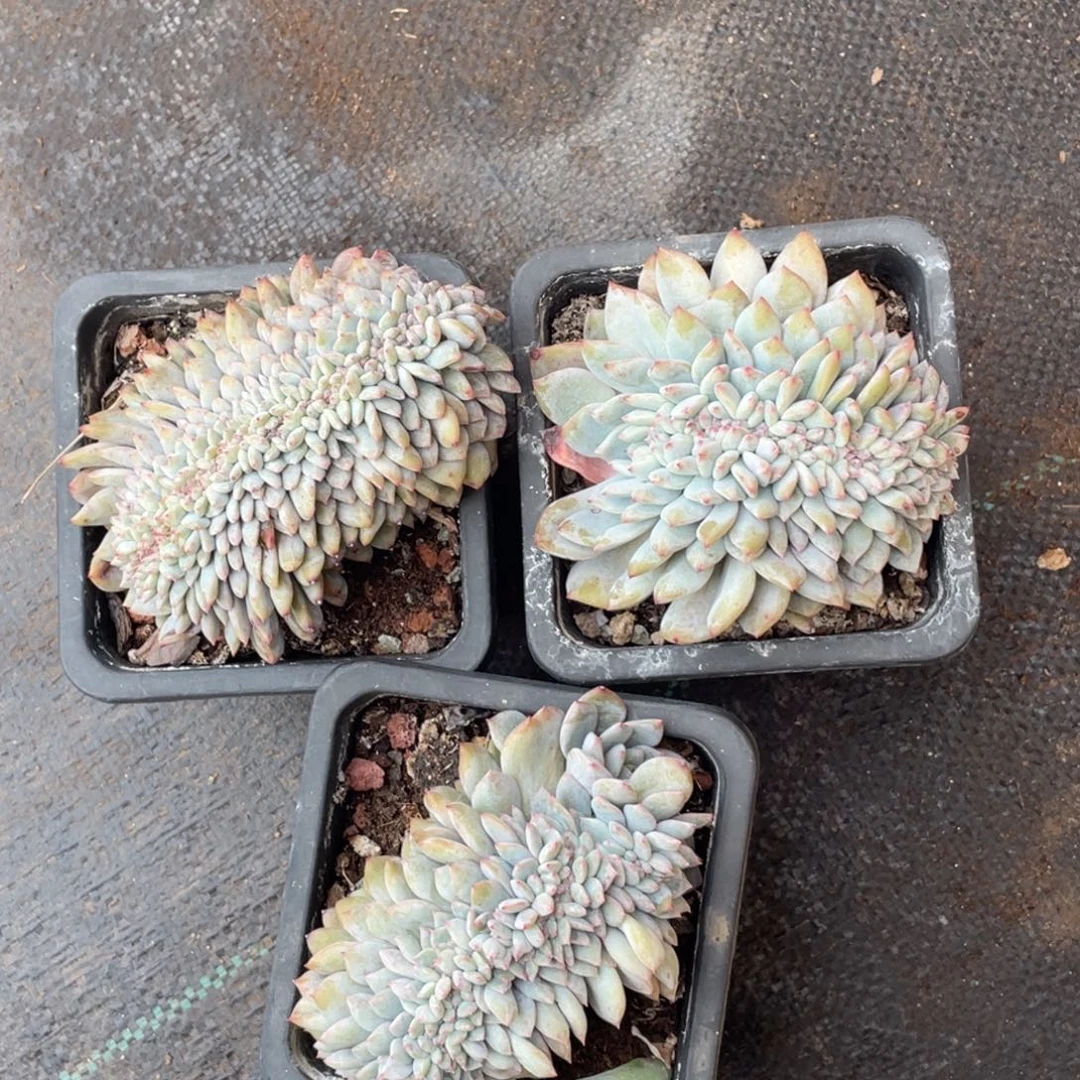 星影缀化有切瑕疵三个一组