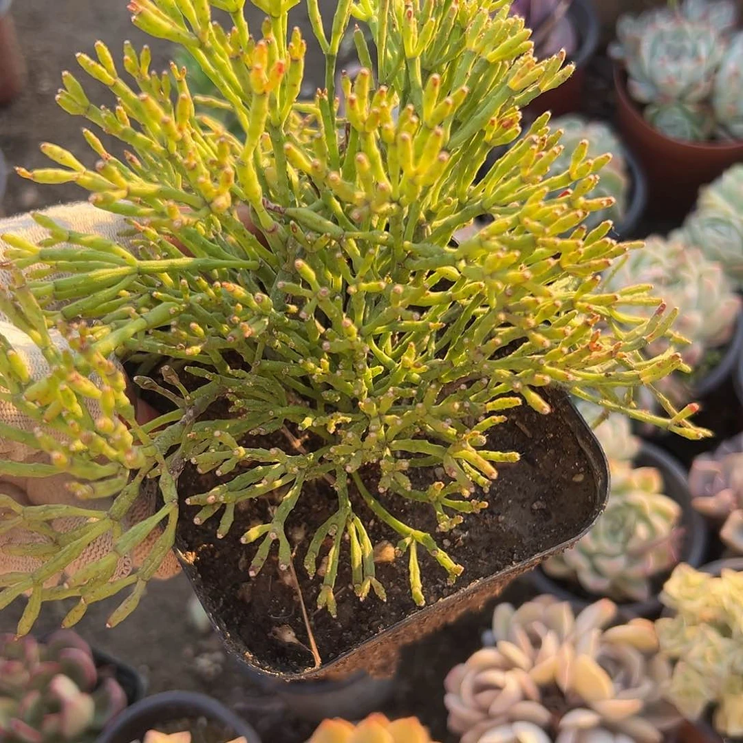 多肉植物绿鸢尾群