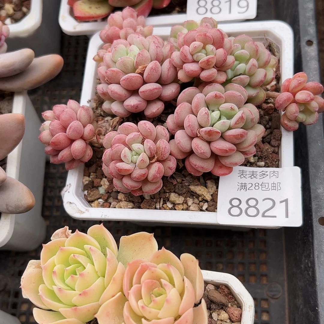 9号听*多肉一物一拍8821