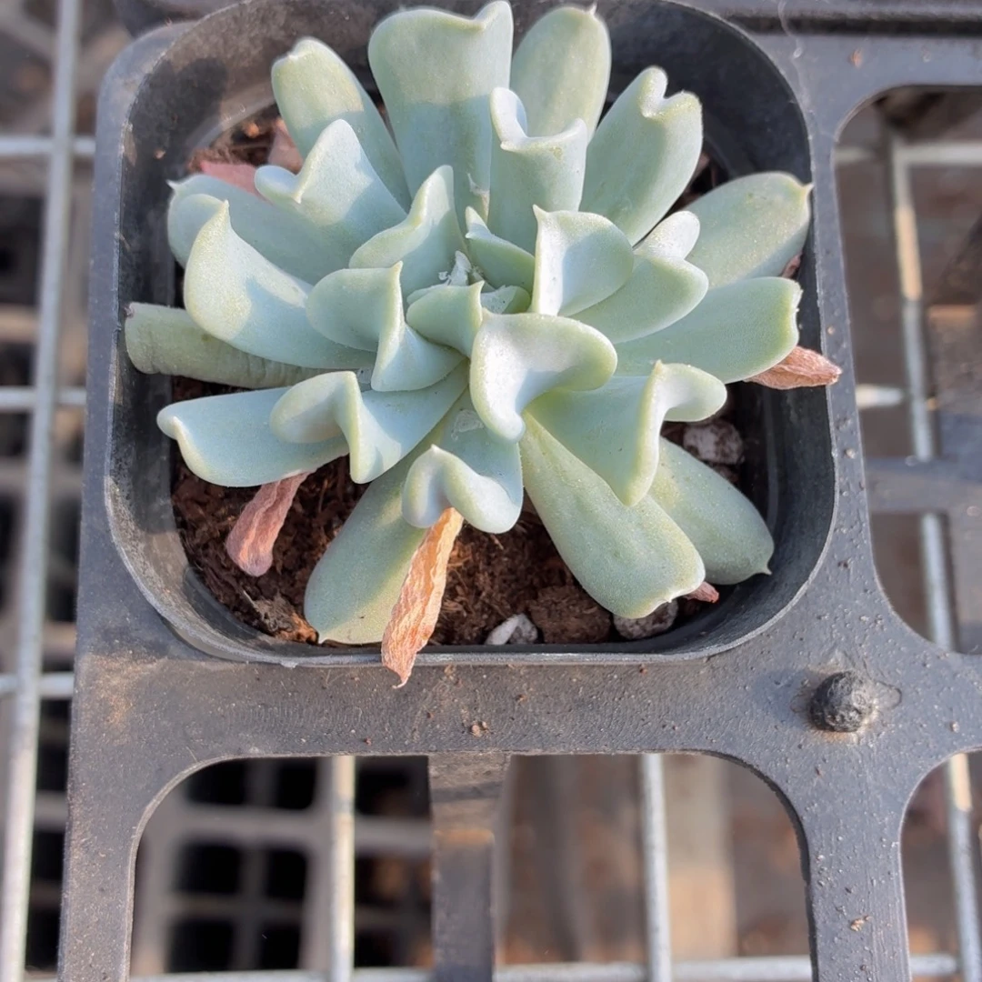 特玉莲多肉9.9包邮发货